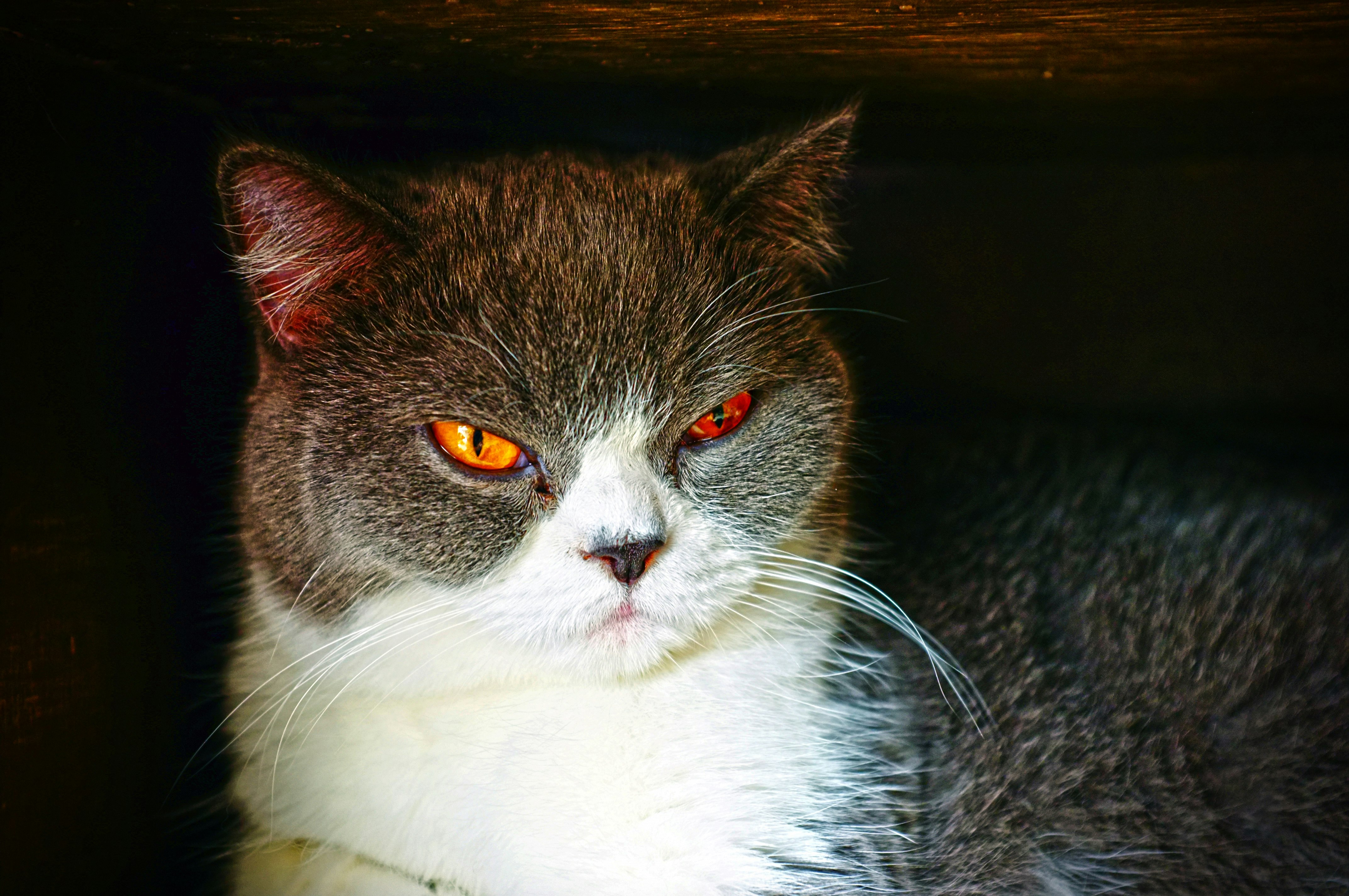 black and white cat on brown wooden table